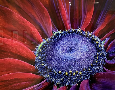 macro.png